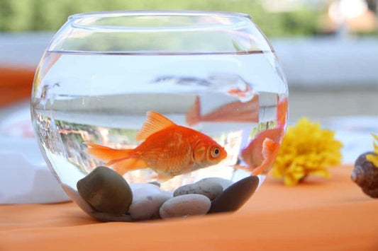 Goldfish in Glass Bowl -  Aquarium