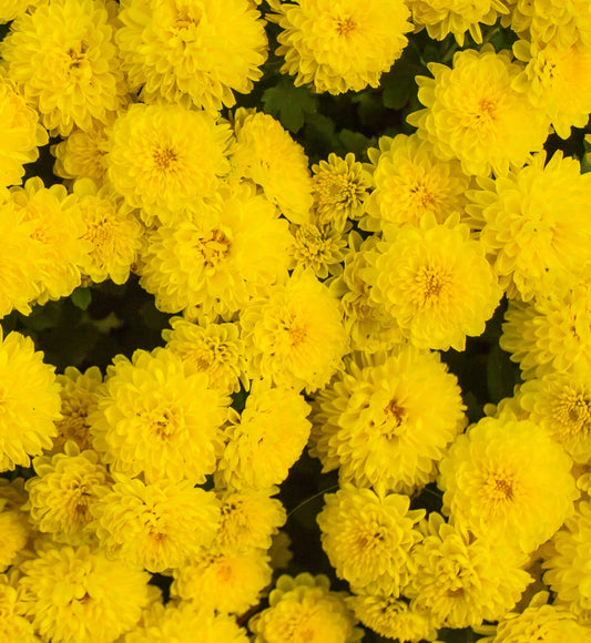 Fresh Marigold (Genda) Flowers&nbsp;