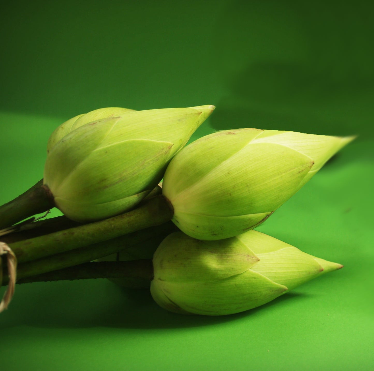 Fresh lotus flowers