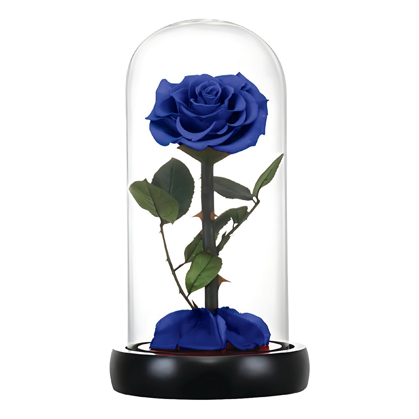 Royal Blue Infinity Rose  (Forever Rose)