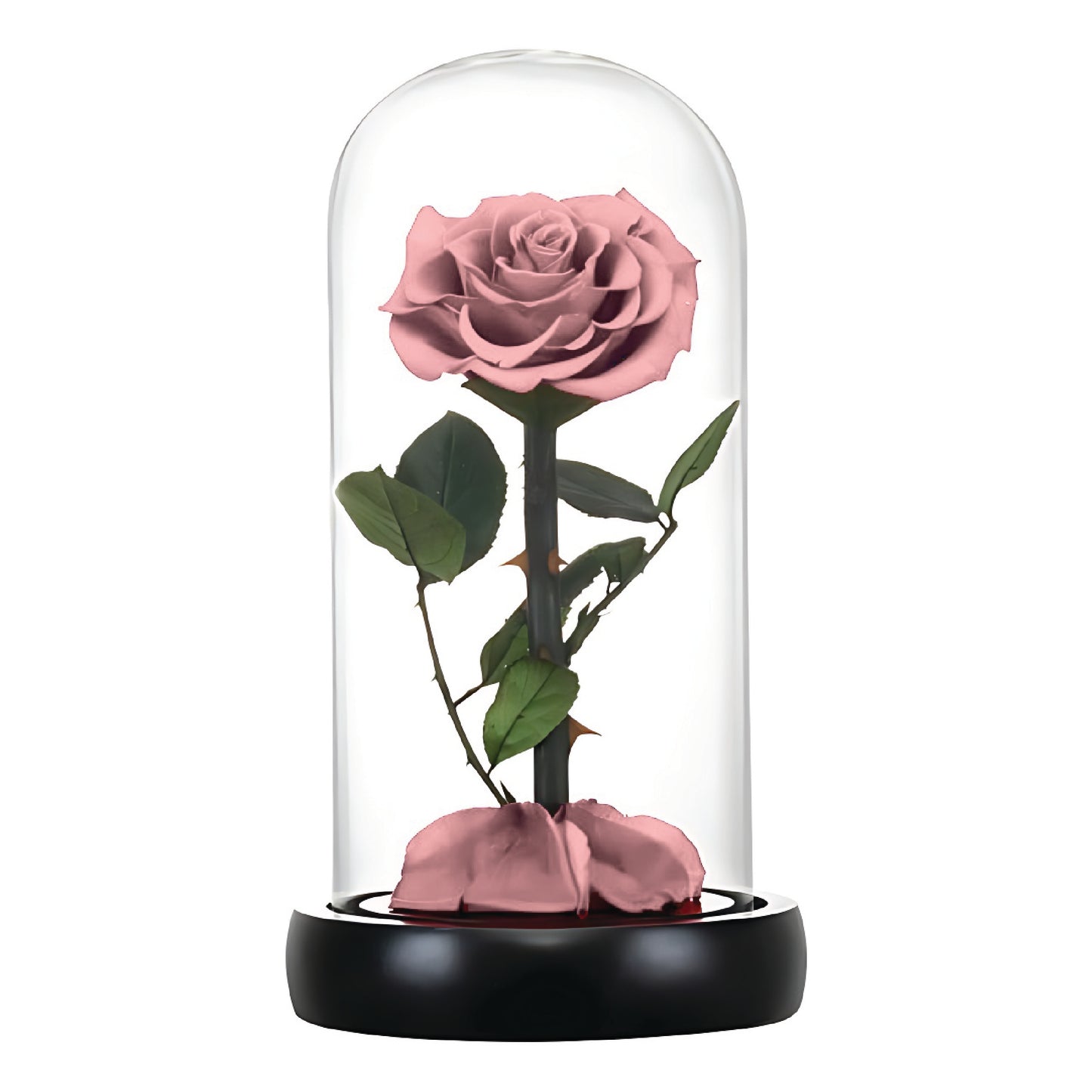Taro Purple Infinity Rose (Forever Rose)