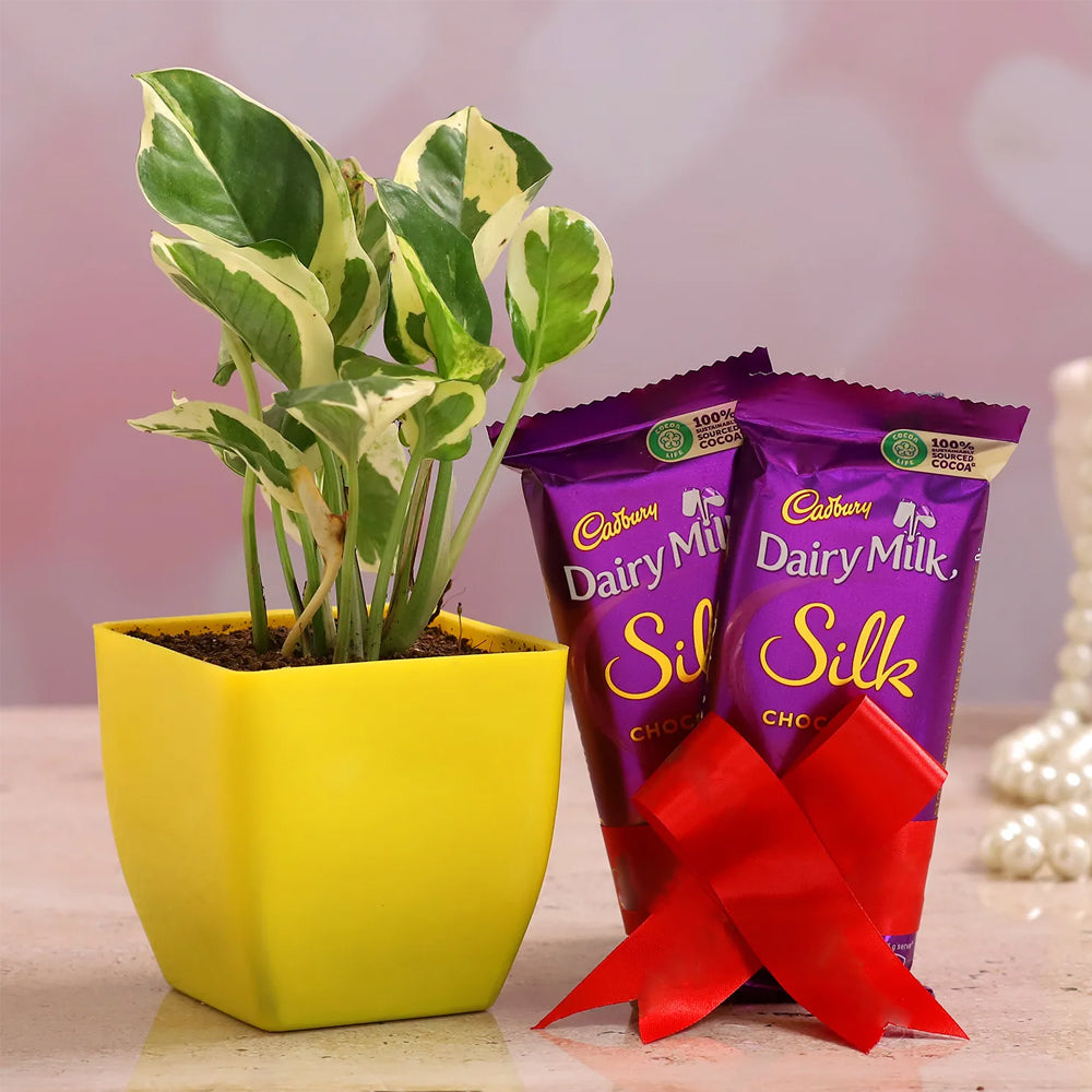 Mother's Day - White Pothos Plant & Dairy Milk Silk Combo