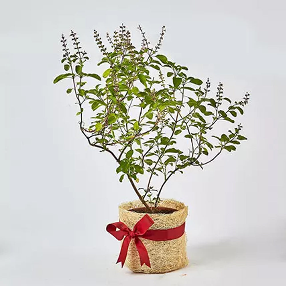 Holi - Jute Wrapped Tulsi Plant