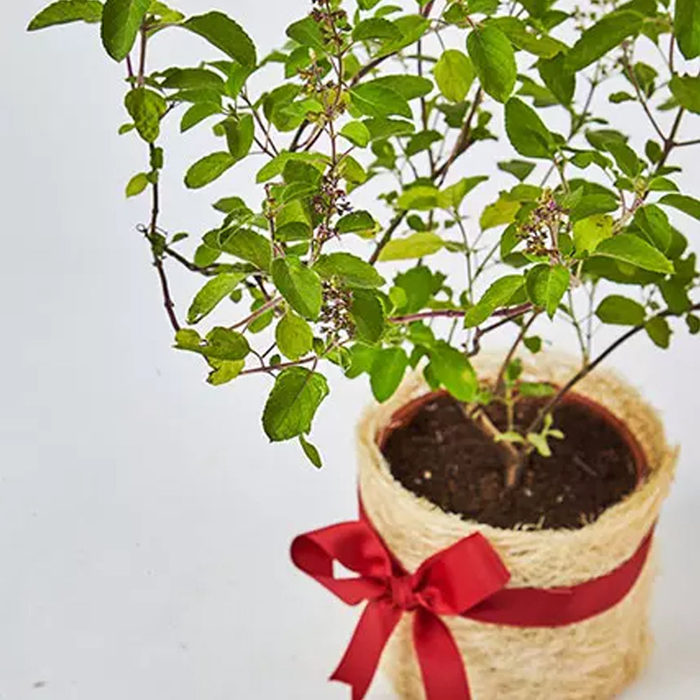 Holi - Jute Wrapped Tulsi Plant