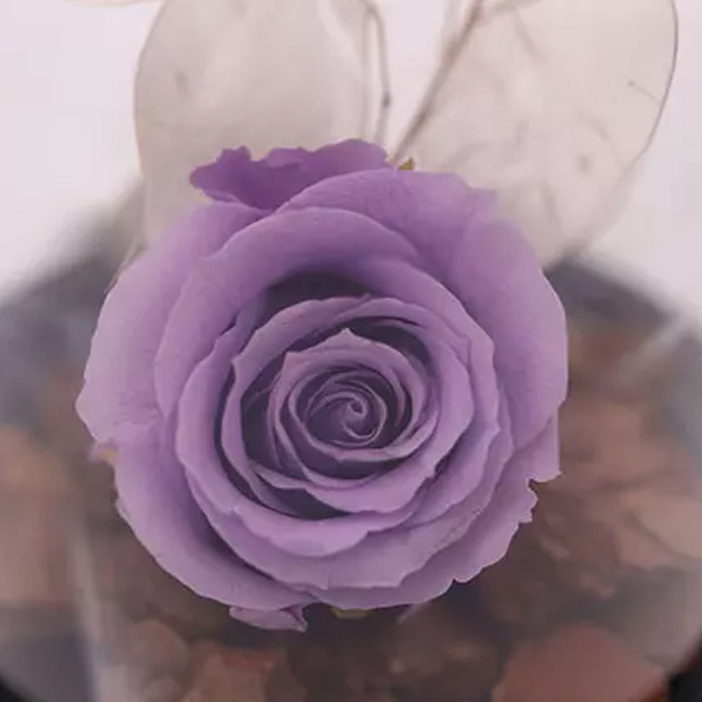 Purple Forever Rose