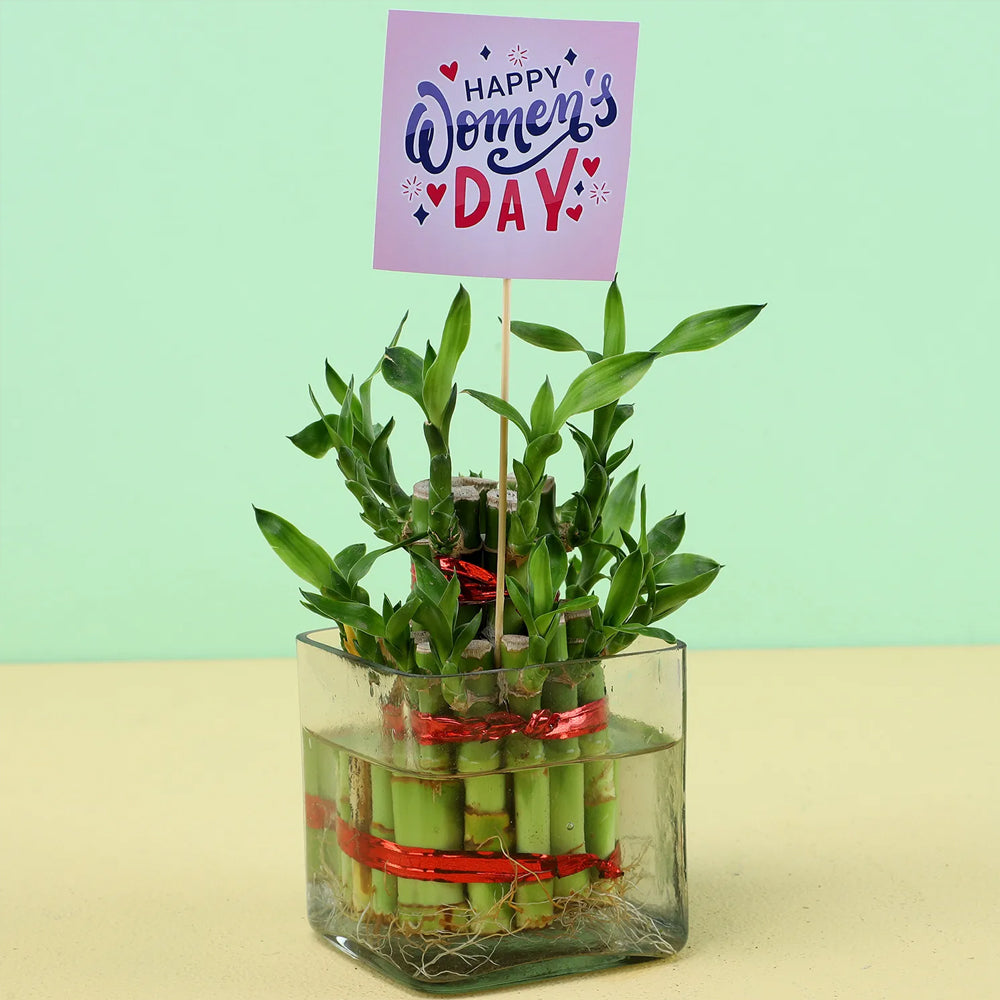 Womens Day Special - 2 Layer Bamboo Plant For Women's Day